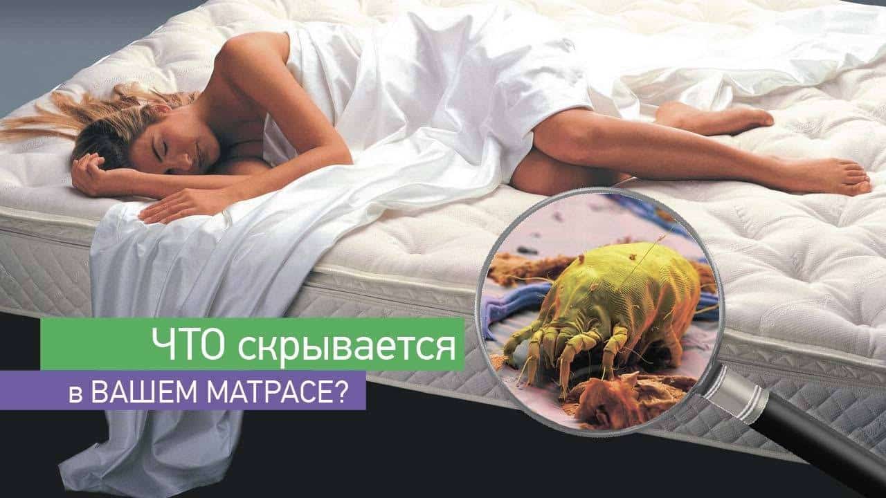 Клещи Химчистка